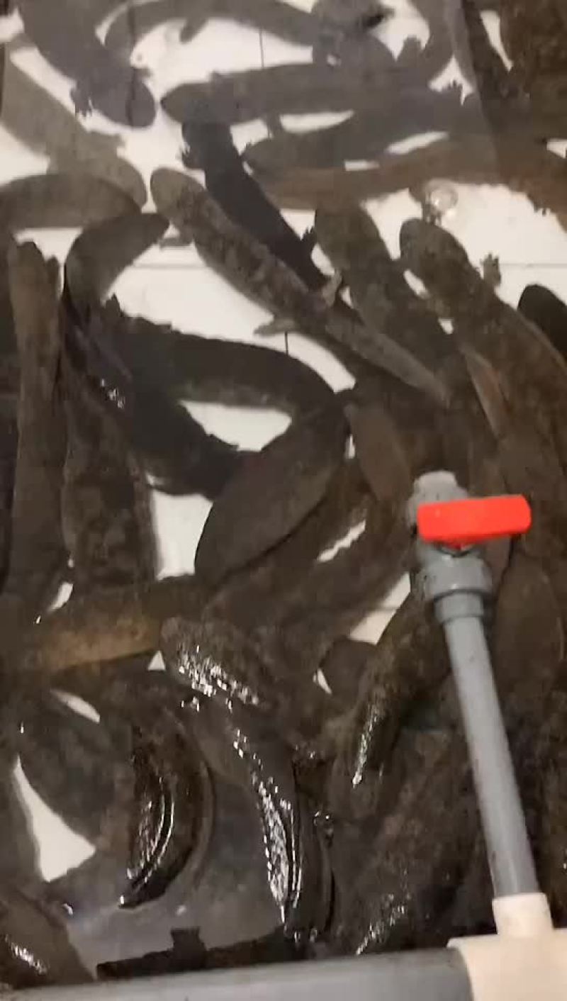 娃娃鱼，贵州冷水娃娃鱼，
