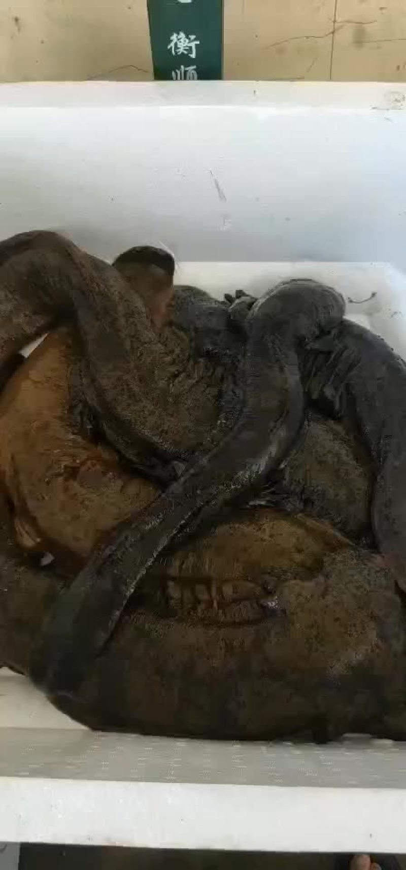 娃娃鱼，贵州冷水娃娃鱼，