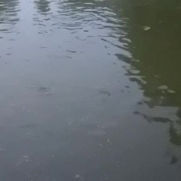 鲤鱼，流动水养殖。