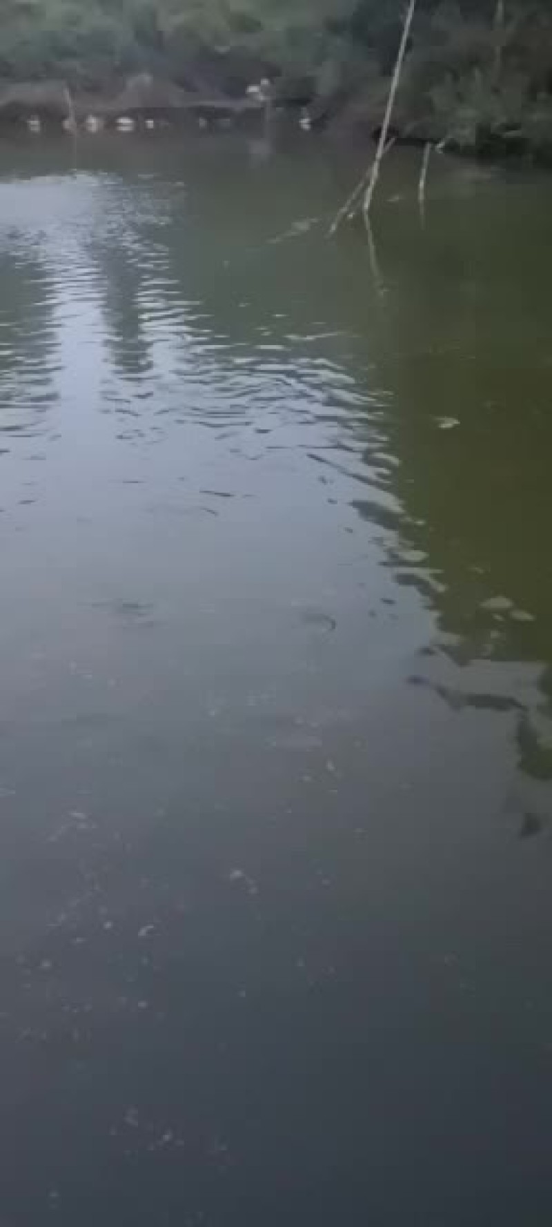 鲤鱼，流动水养殖。