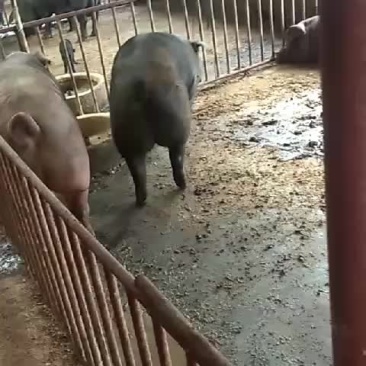 辽宁黑毛猪，白毛猪，肉质鲜美产地价位