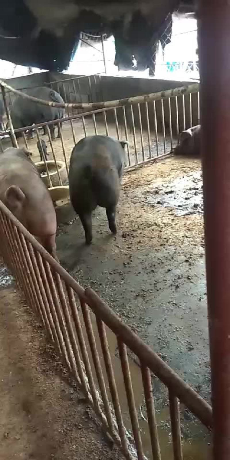 辽宁黑毛猪，白毛猪，肉质鲜美产地价位