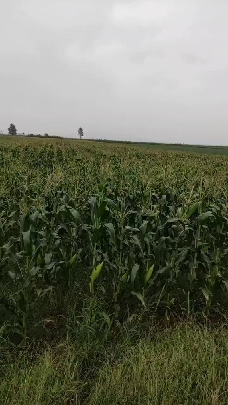 糯玉米有感兴趣的老板请联系