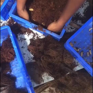 竹虫王