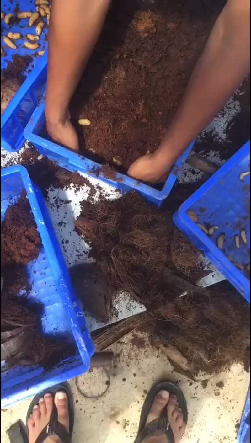竹虫王