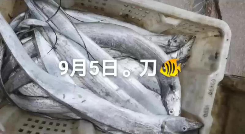 刀鱼