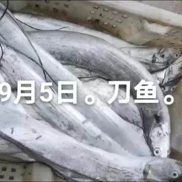 刀鱼