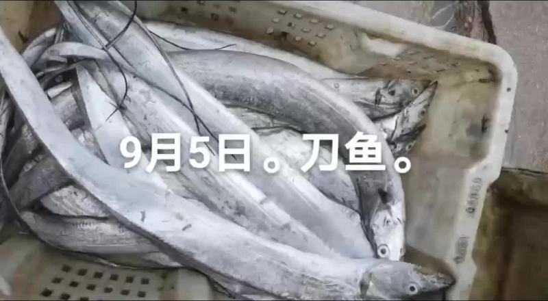 刀鱼