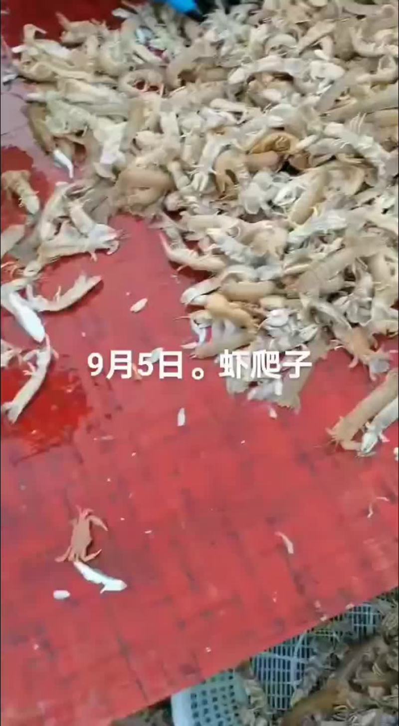 虾爬子