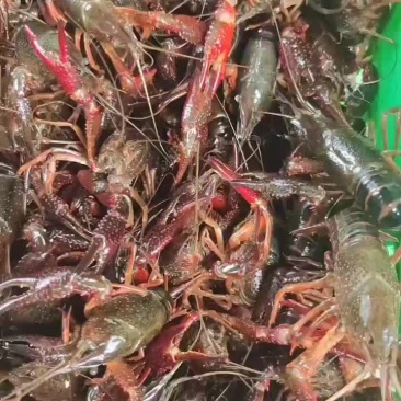 热卖小马哥精品虾！产地直供一年四季有货
