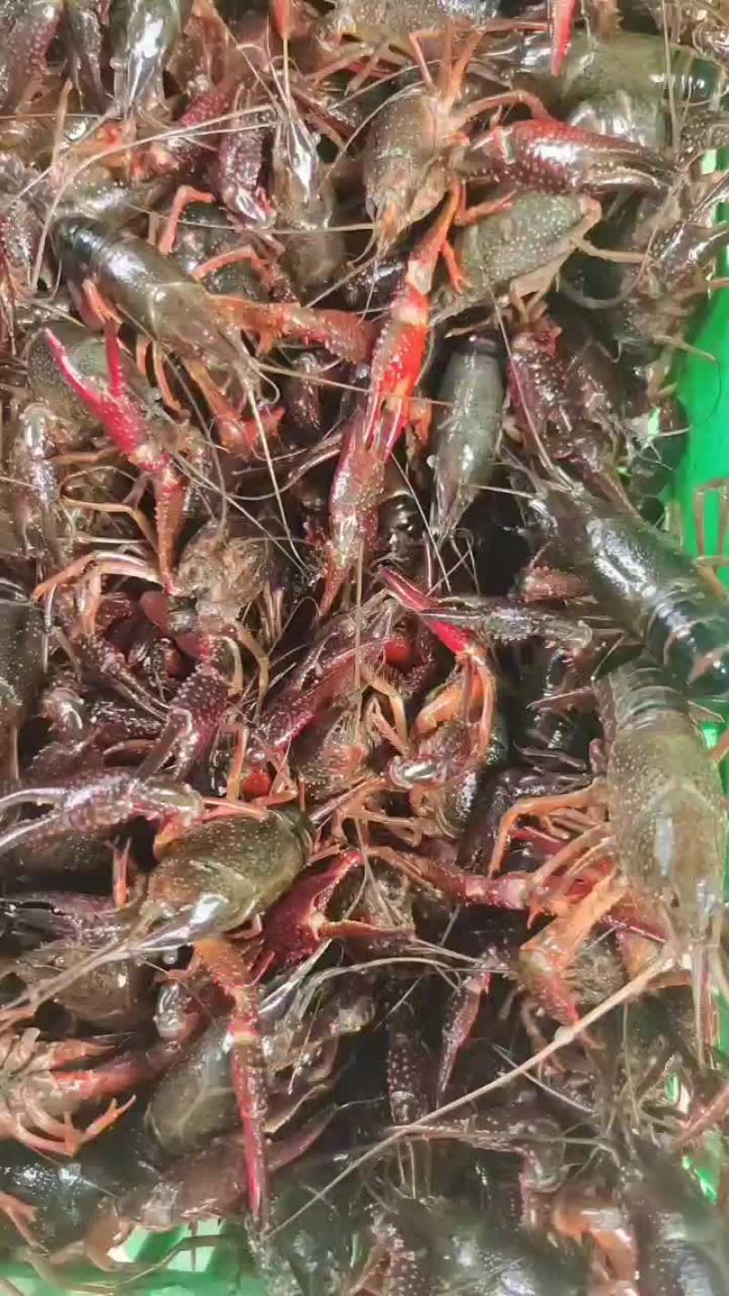 热卖小马哥精品虾！产地直供一年四季有货