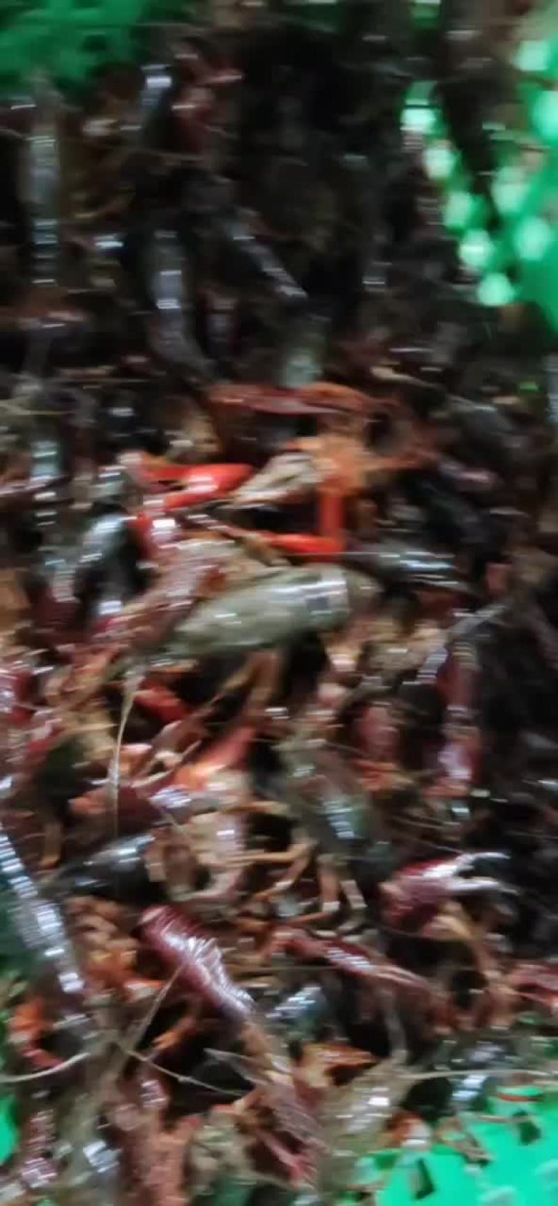 热卖小马哥精品虾！产地直供一年四季有货