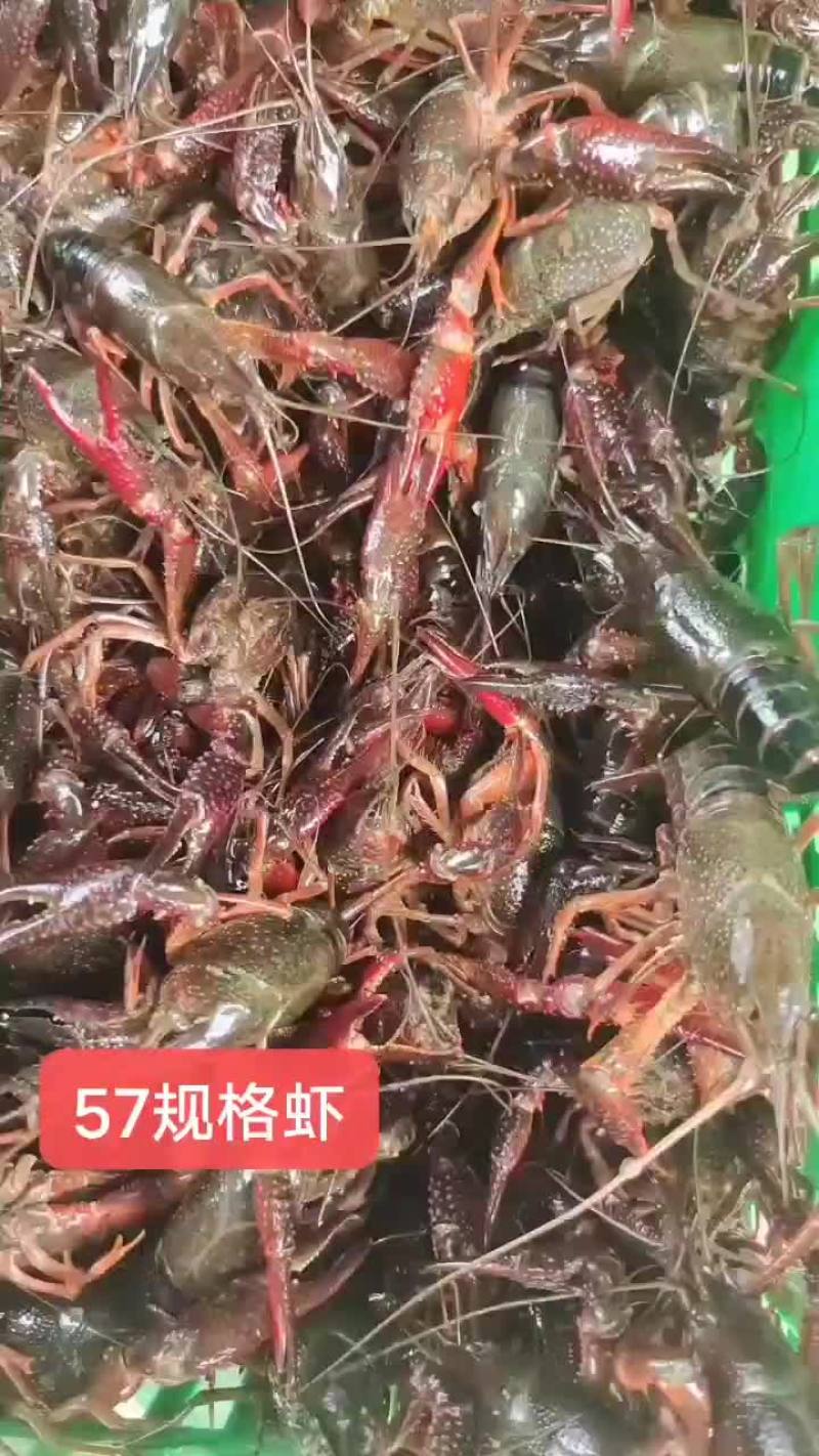 热卖小马哥精品虾！产地直供一年四季有货