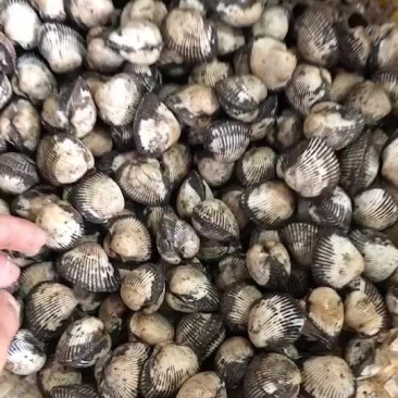 当朝毛含，自家小船上货