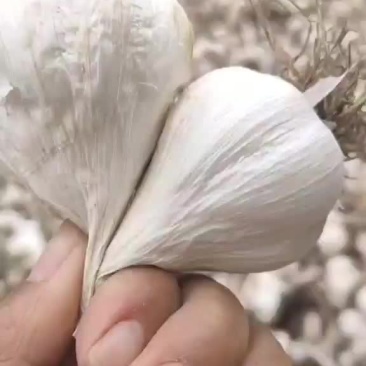 大蒜