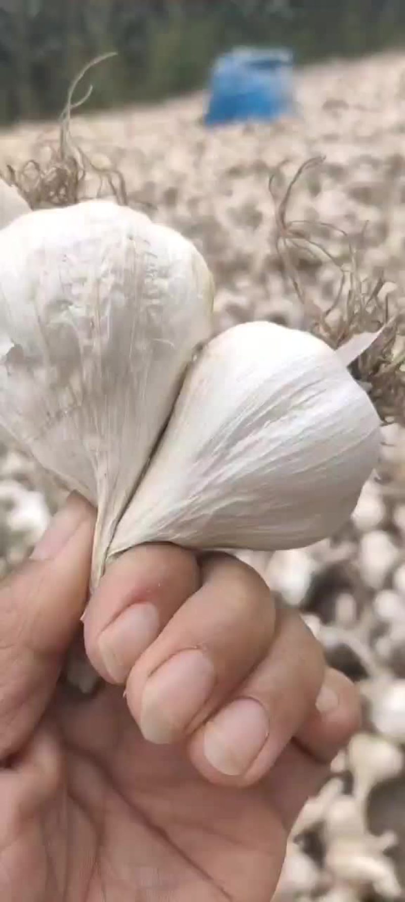 大蒜