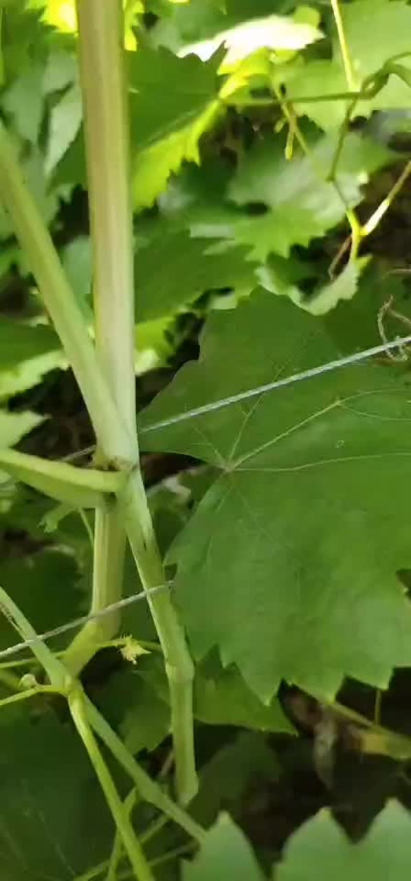 红玫瑰葡萄苗，一年生，贝达嫁接南北方适合种植