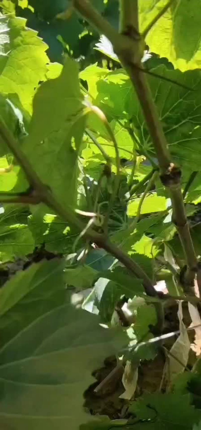 红玫瑰葡萄苗，一年生，贝达嫁接南北方适合种植