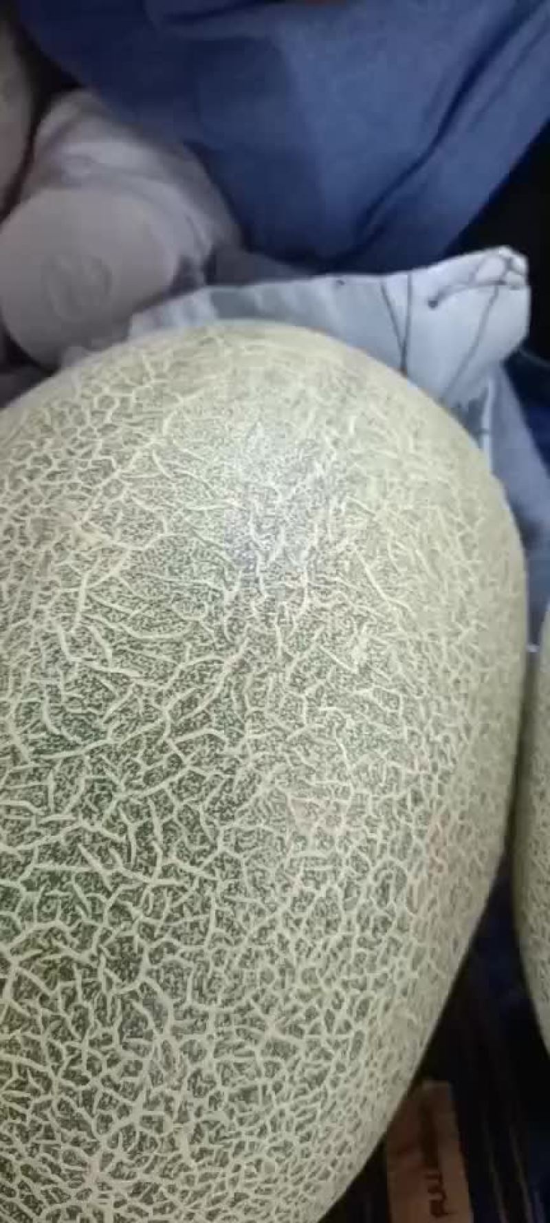 哈密瓜