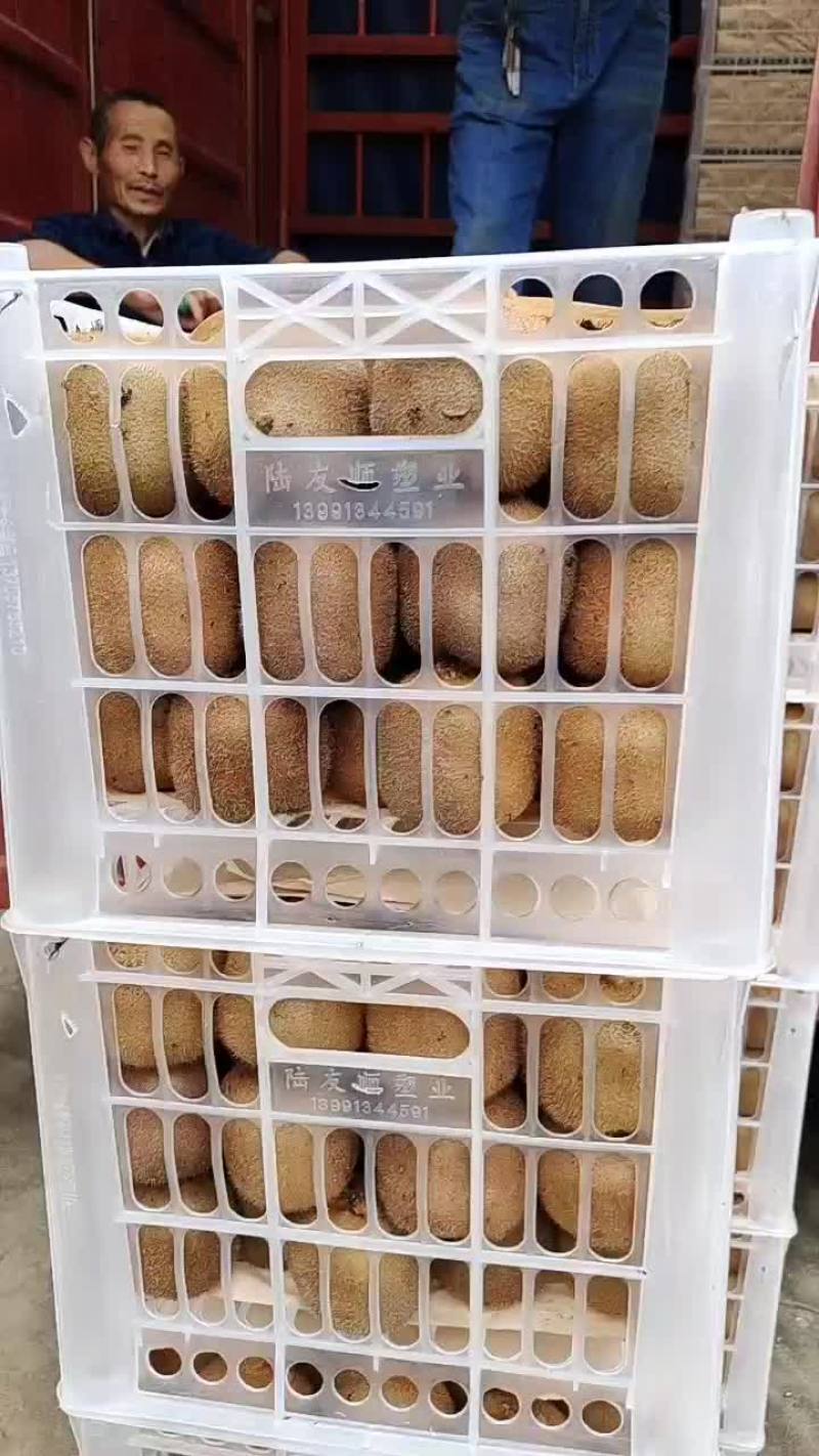 周至弥猴桃