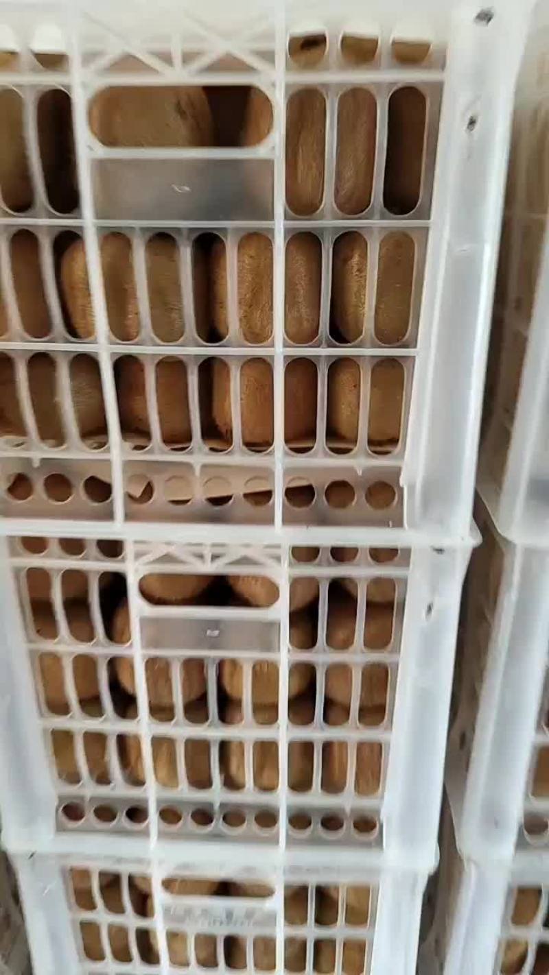 周至弥猴桃