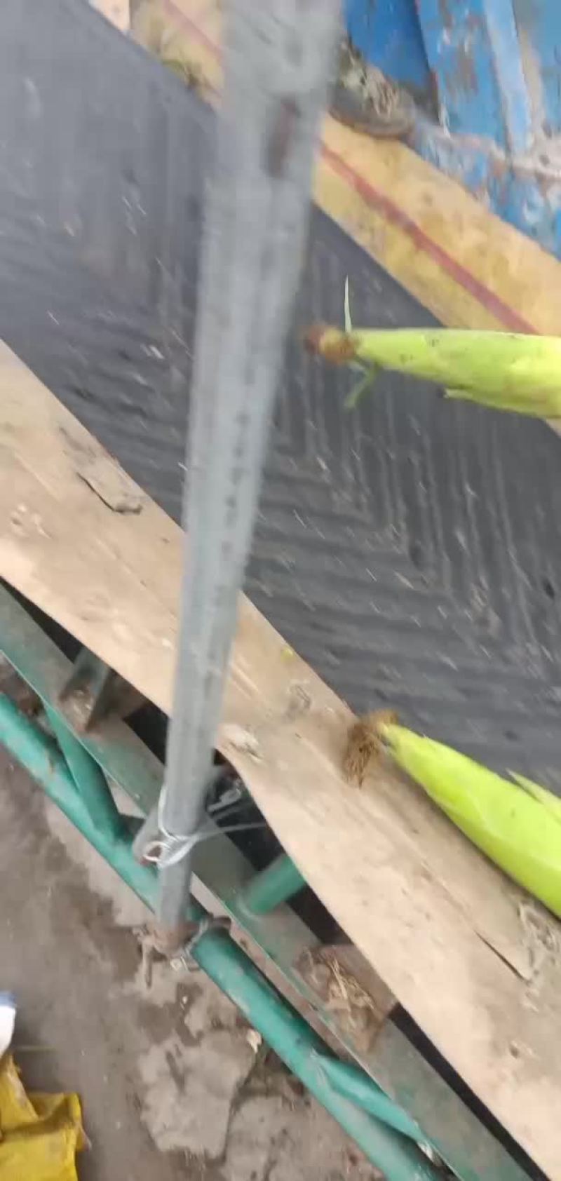万糯2000糯玉米大量出货中