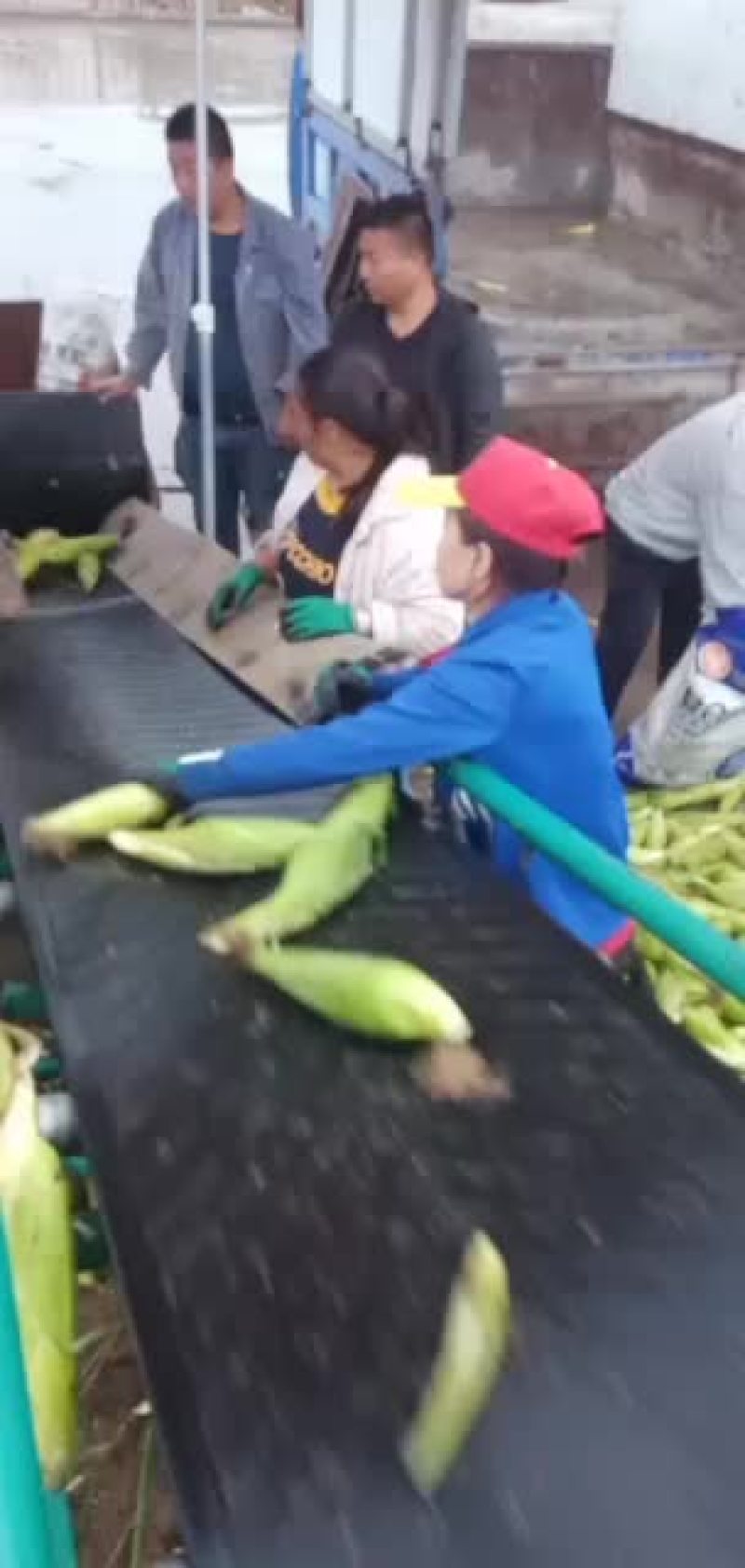 万糯2000糯玉米大量出货中