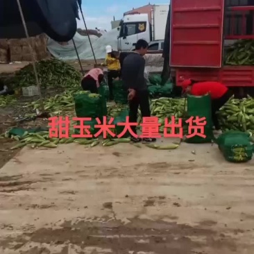 万糯2000糯玉米大量出货中