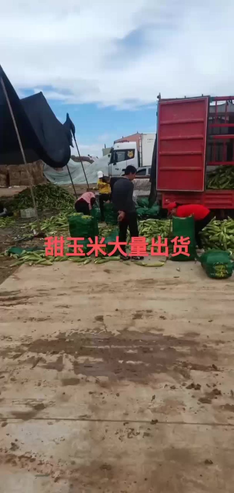 万糯2000糯玉米大量出货中