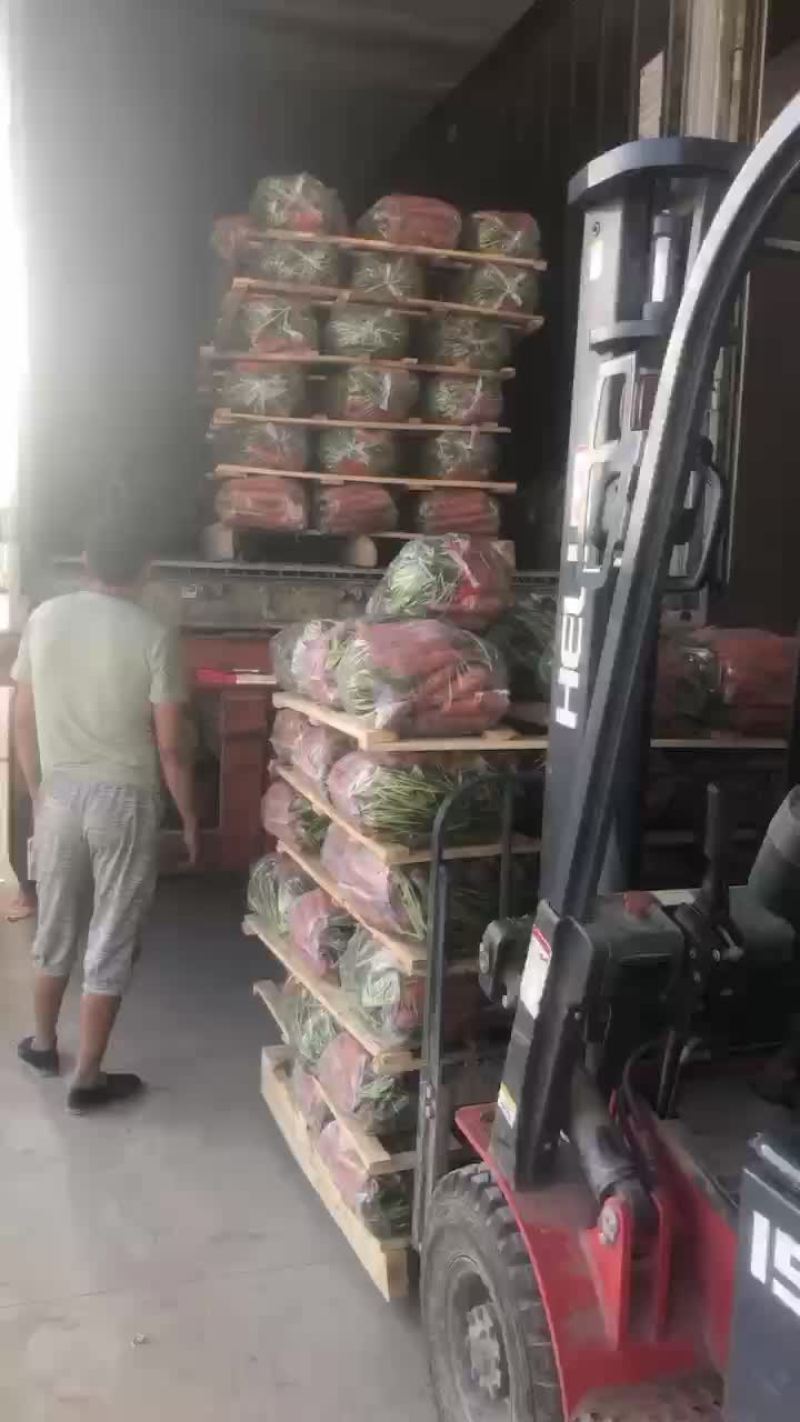 精品出口秧苗红萝卜，大量有货
