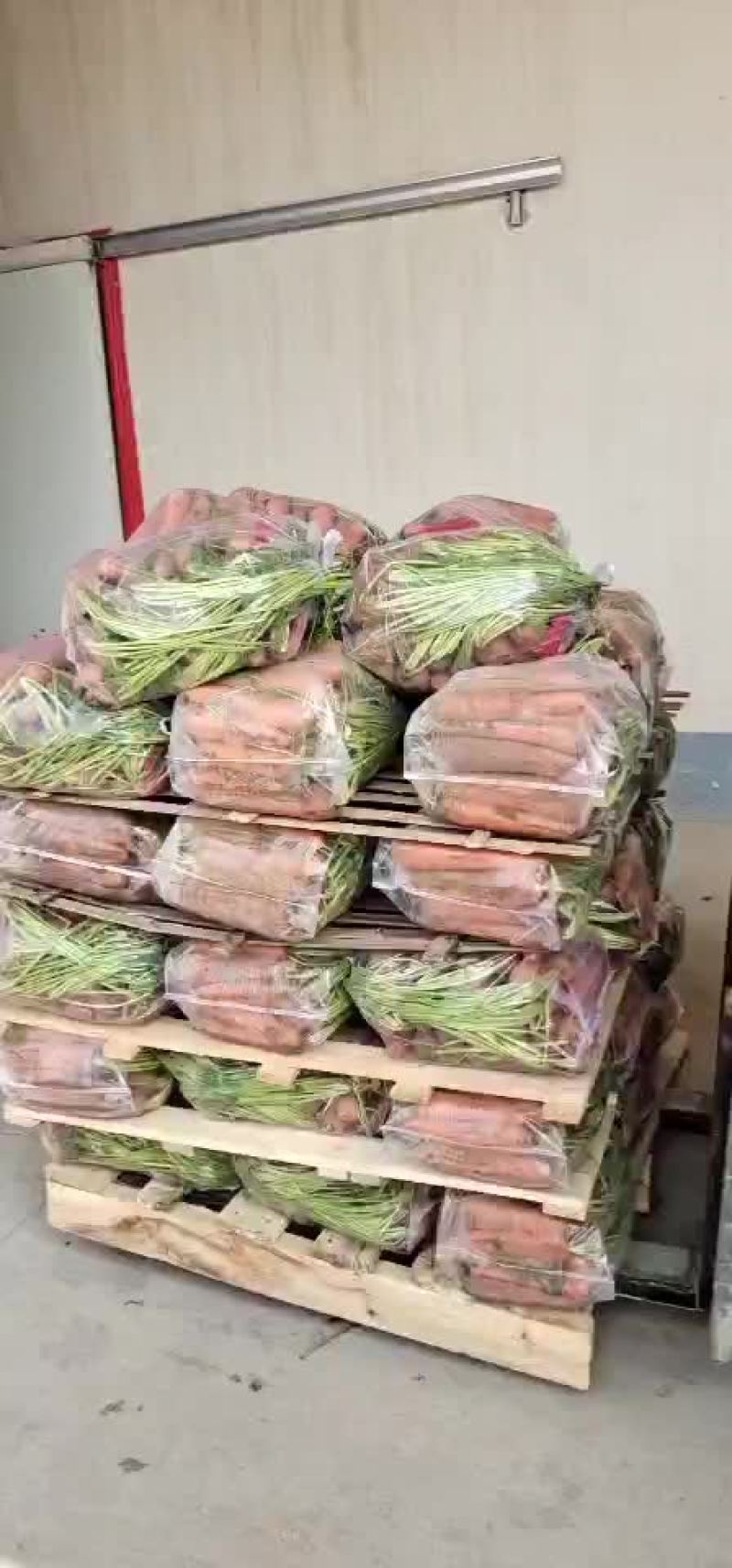 精品出口秧苗红萝卜，大量有货