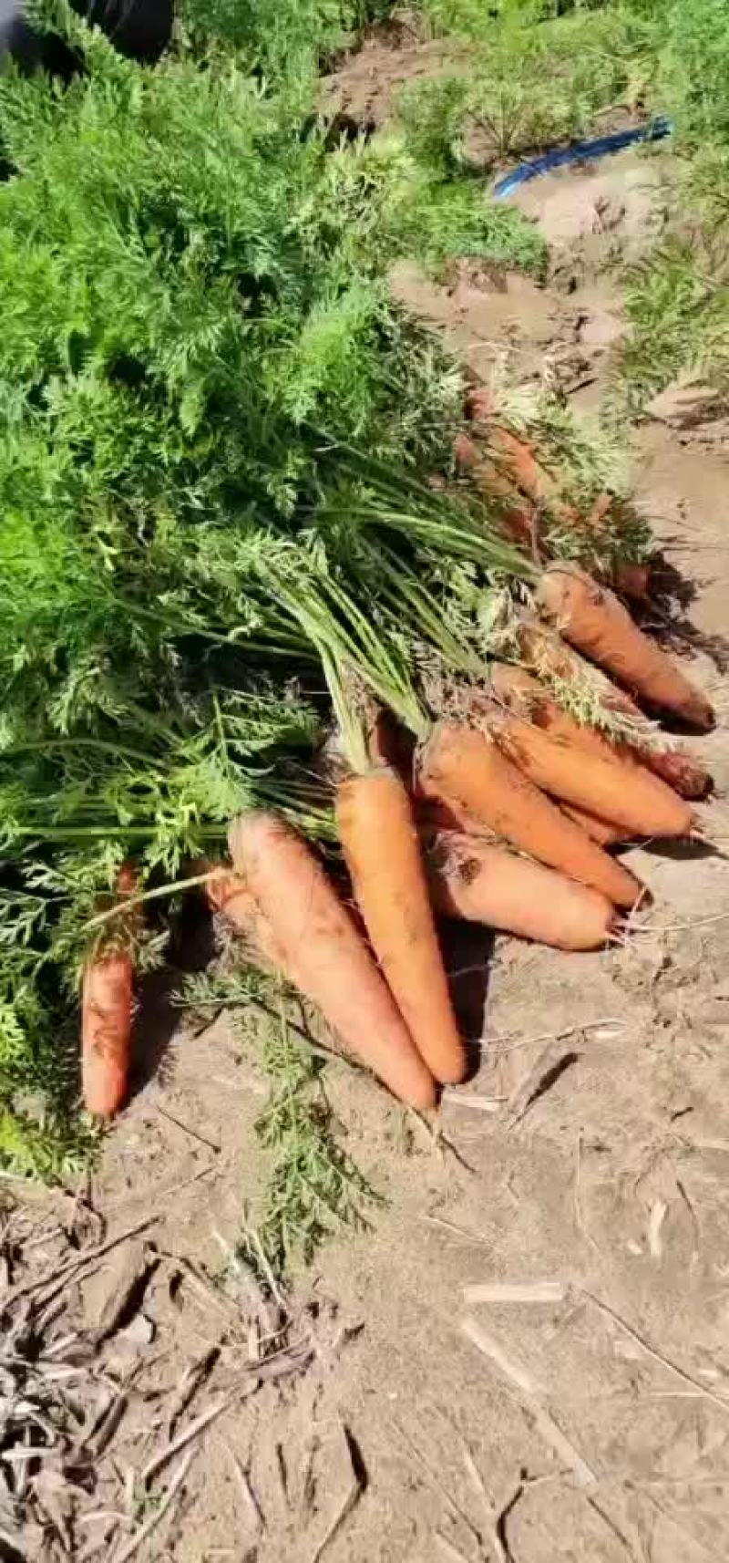 精品出口秧苗红萝卜，大量有货