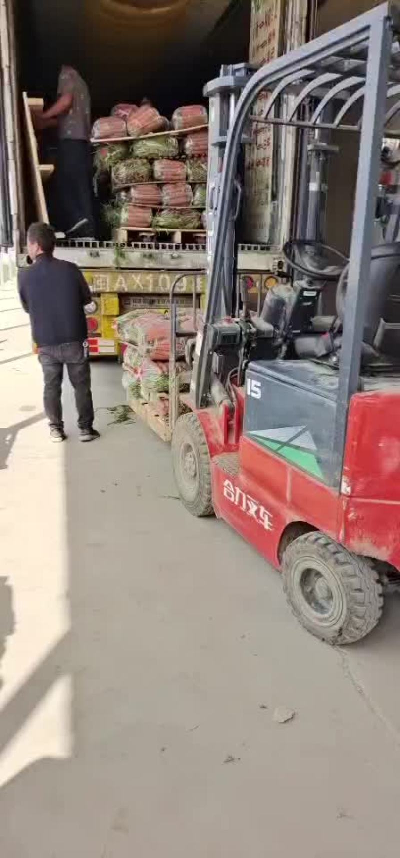 精品出口秧苗红萝卜，大量有货