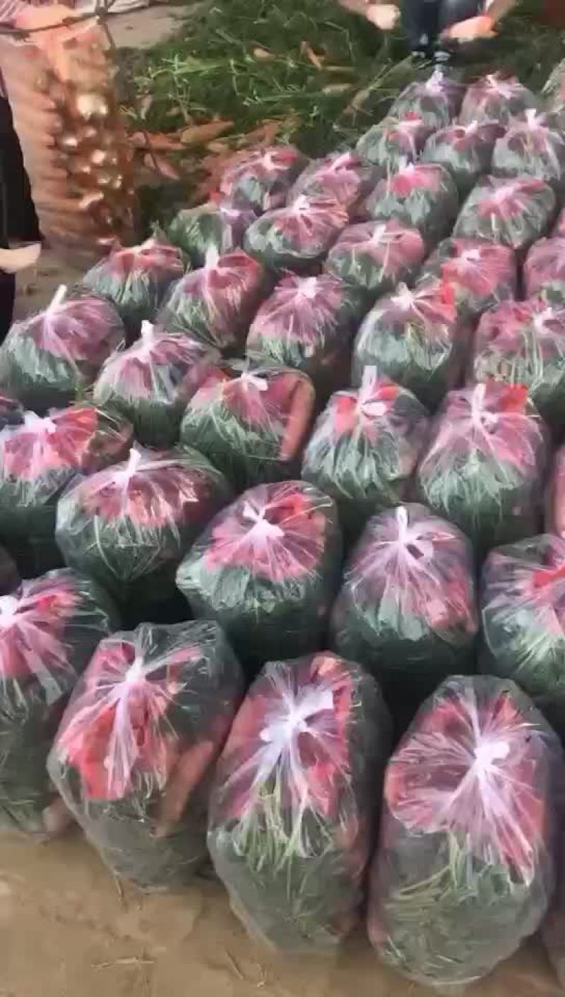 精品出口秧苗红萝卜，大量有货