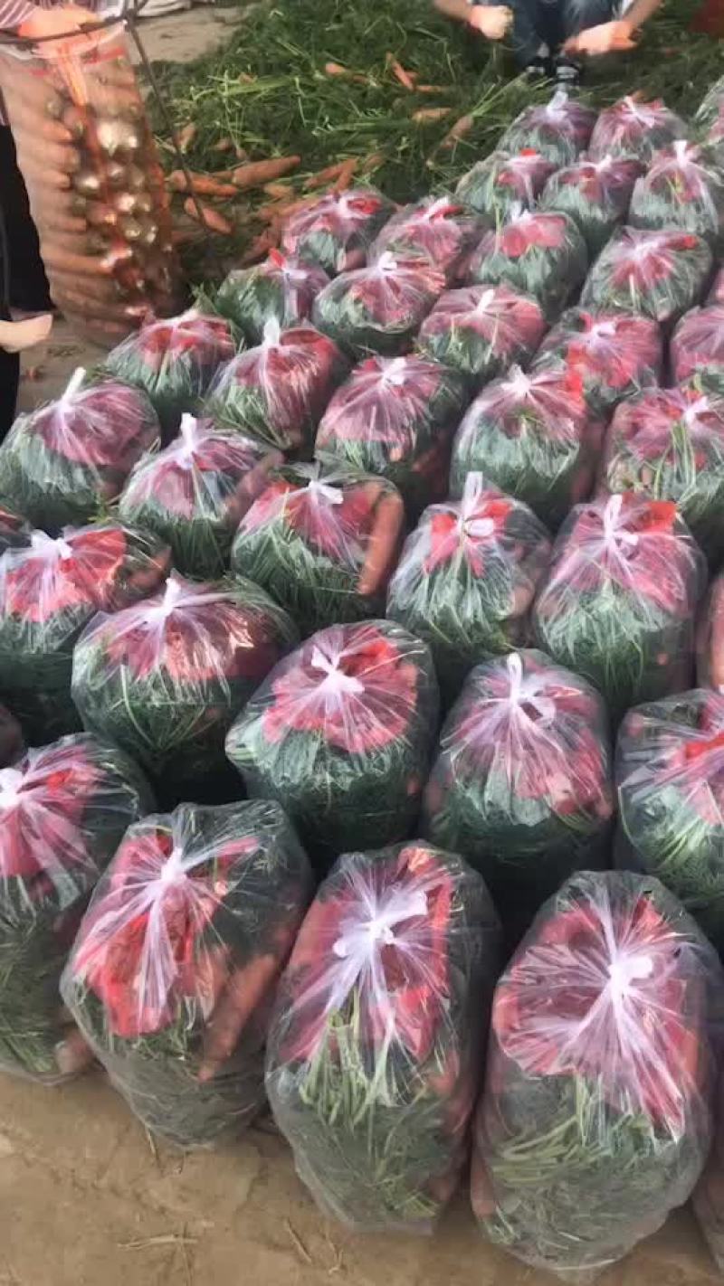 精品出口秧苗红萝卜，大量有货