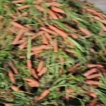 精品出口秧苗红萝卜，大量有货