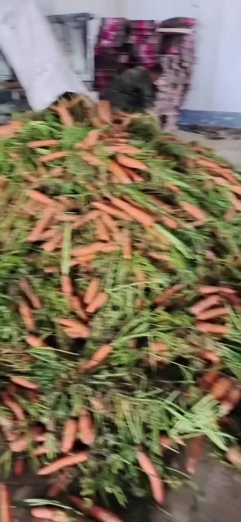 精品出口秧苗红萝卜，大量有货