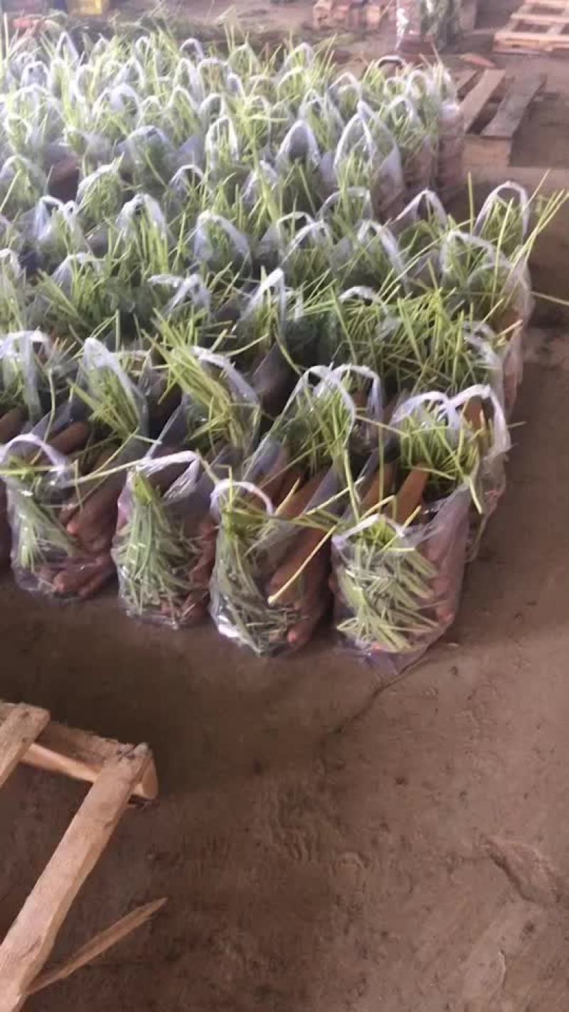 精品出口秧苗红萝卜，大量有货