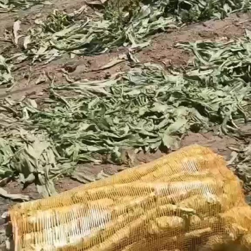 莴笋大量有货