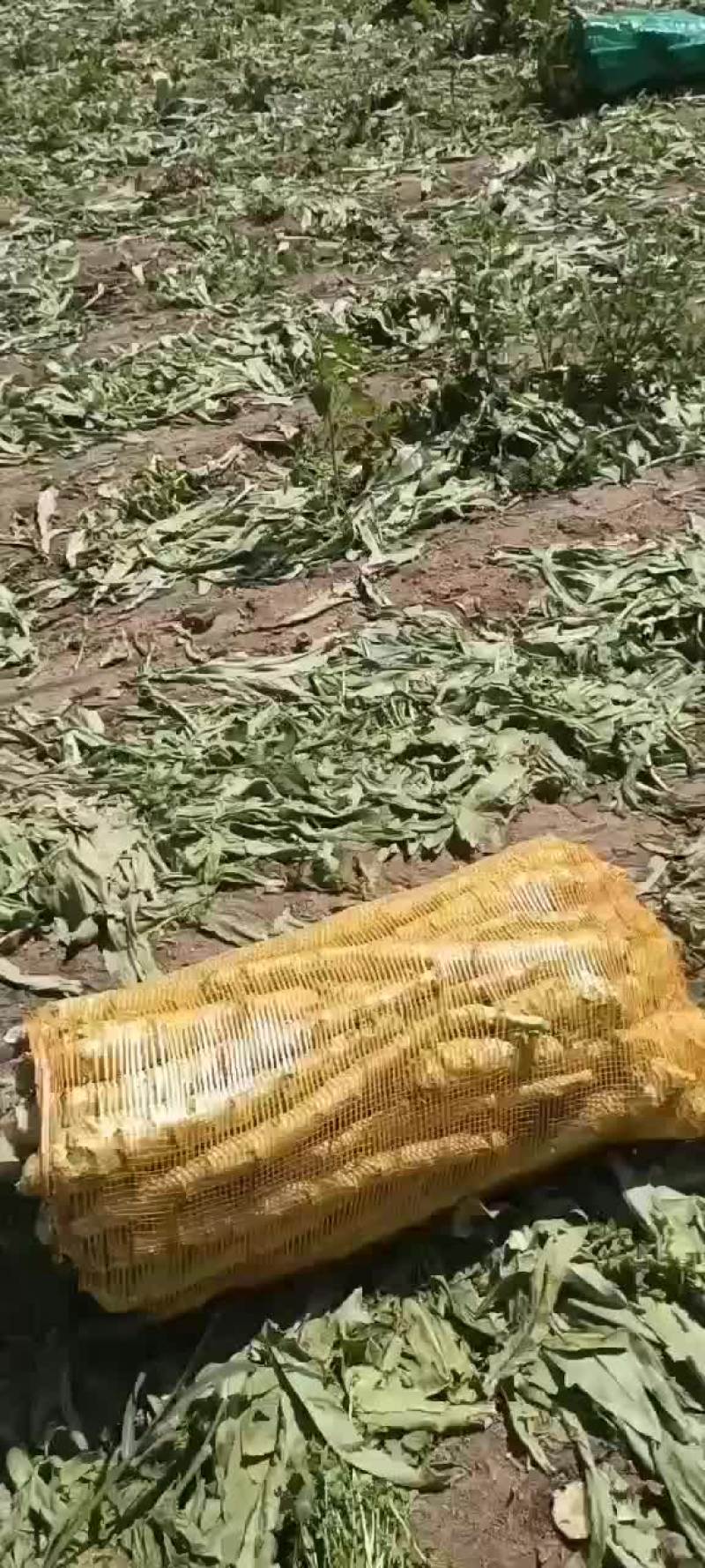 莴笋大量有货