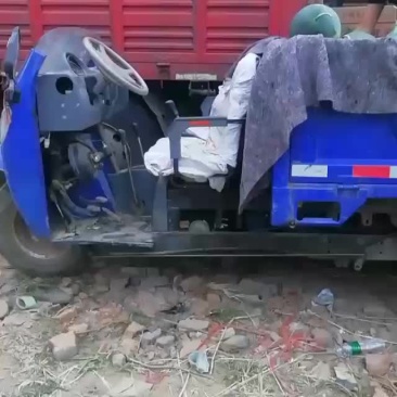 无籽西瓜