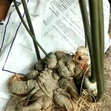 竹节参成品大量开挖欢迎各位老板前来选购实地考察