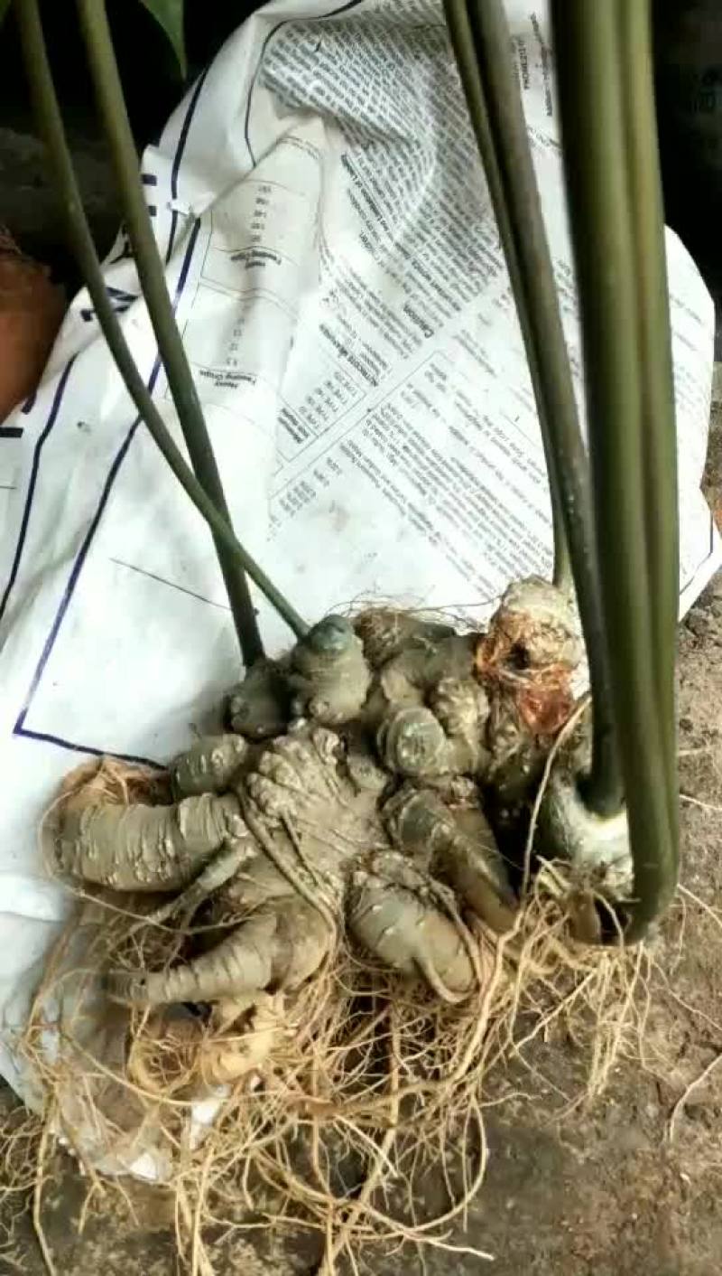 竹节参成品大量开挖欢迎各位老板前来选购实地考察