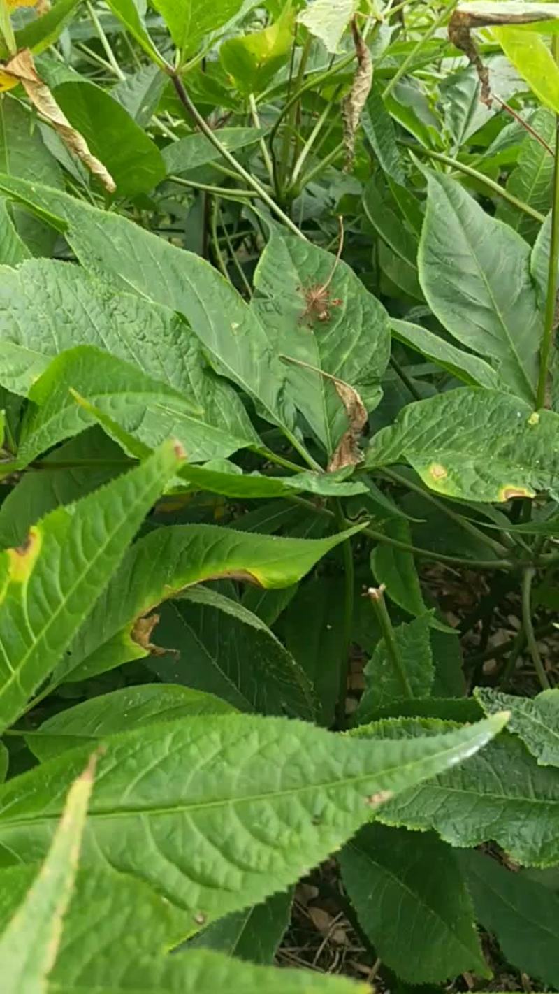 竹节参成品大量开挖欢迎各位老板前来选购实地考察