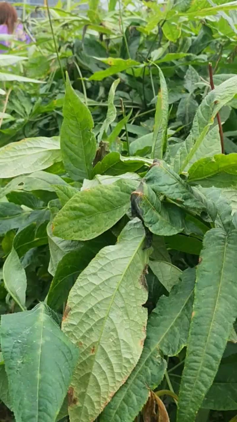 竹节参成品大量开挖欢迎各位老板前来选购实地考察