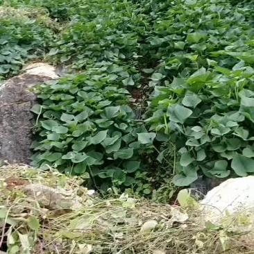 红薯