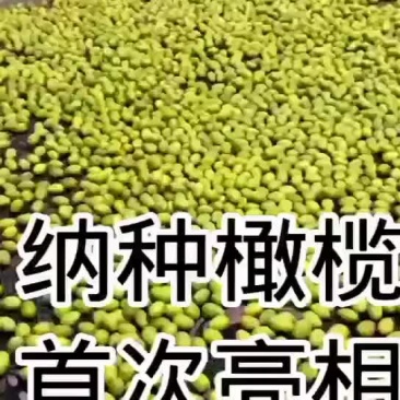 纳种橄榄