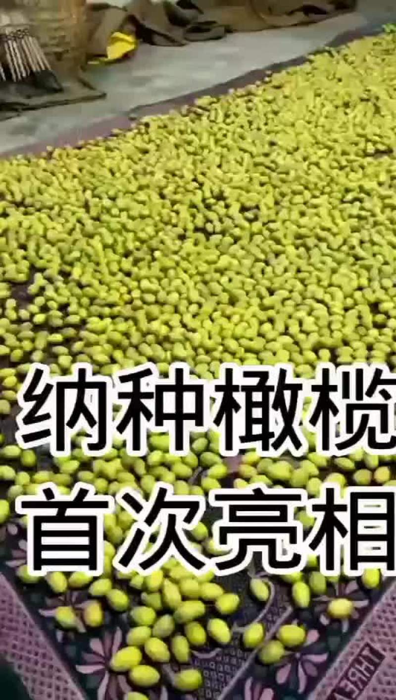 纳种橄榄