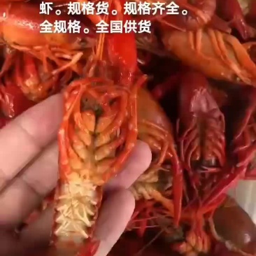 淡水澳龙。小龙虾