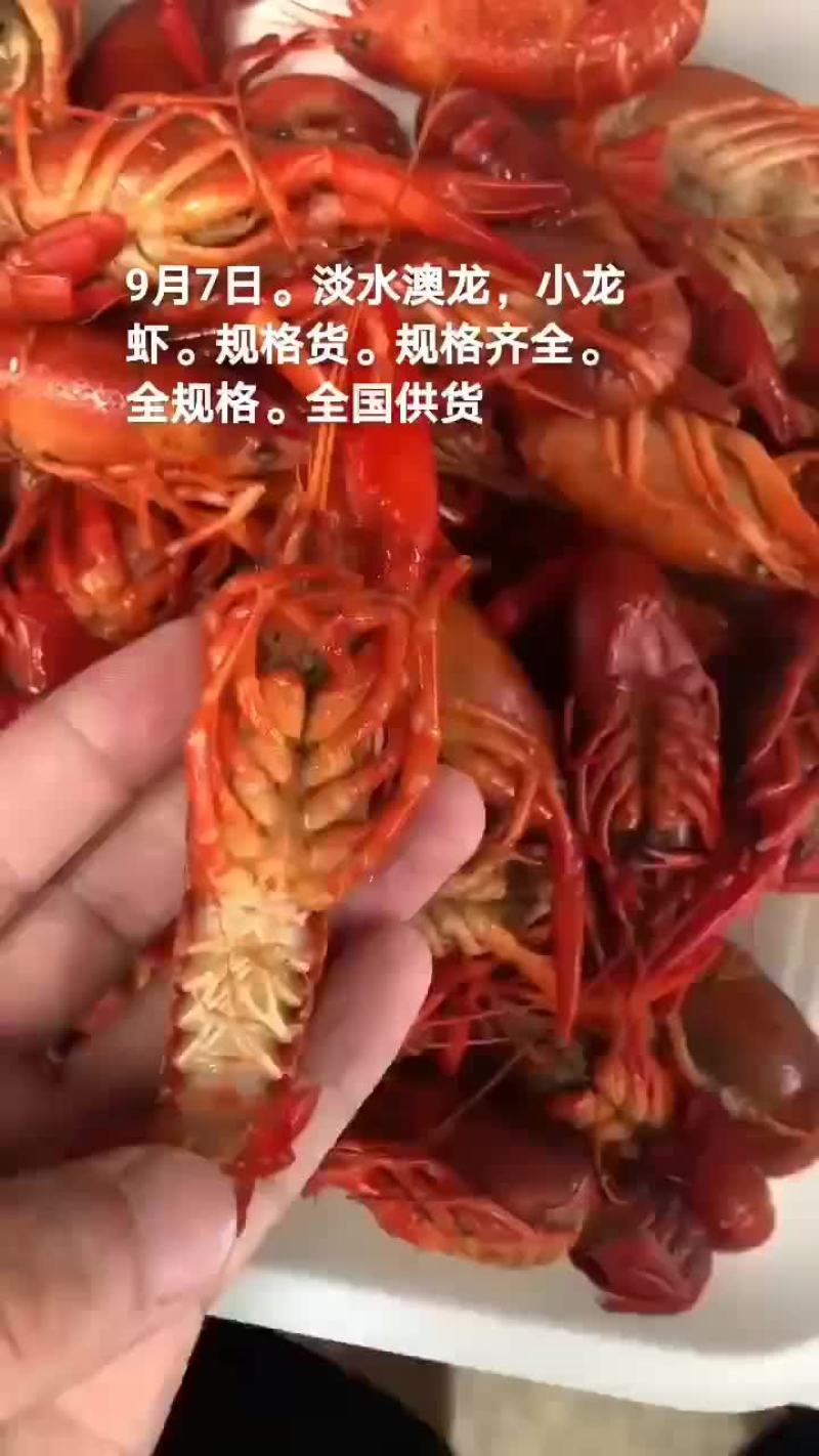 淡水澳龙。小龙虾